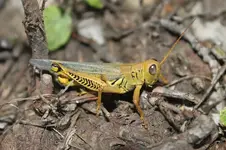 yellow grasshopper2.webp