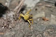 yellow grasshopper.webp