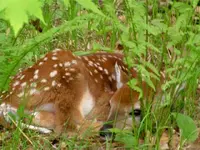 fawn 1.webp