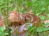 fawn 2.webp