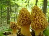 th_DSC00638.webp