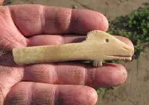 IMG_1095.webp