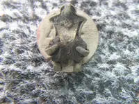 8-1-09 Finds 010.webp