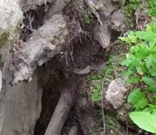 jaw bone tunnel.webp