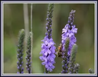 IMG_7374  Bee 5.webp