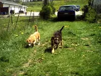 TacoPictures 004.webp