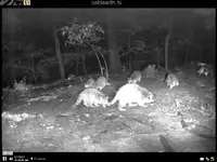 raccoons.webp