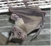 bat crop.webp