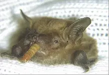 bat_zoom.webp