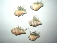 IM001263.webp