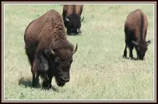 IMG_6336 Buffalo.webp