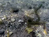 view underwater.webp