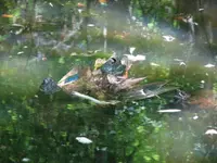 Cold Duck for Two.webp