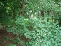 wood 001.webp