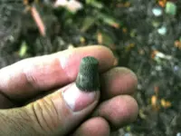 wood 002.webp