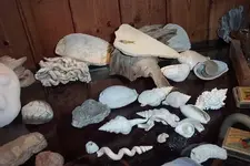 fossils coll email.webp