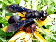 cicda killer boo.webp