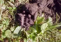 Ben in dirt.webp Ben in dirt.webp