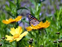 Monarch Daisy.webp