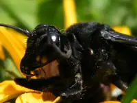 cicda killer headshot.webp