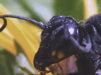 cicda killer 1..webp