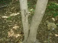 rocktree.webp