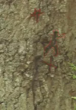 treemarks.webp