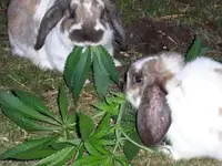 bunnyweed.webp