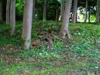 this old house 010.webp
