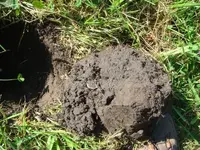 Rosie in dirt small.webp