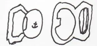 buckle11.webp