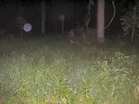 orb4.webp