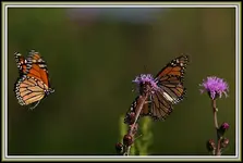 IMG_7076  bf1.webp