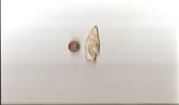 shale2.webp