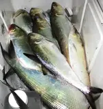 shad.webp