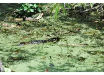 gator1.webp