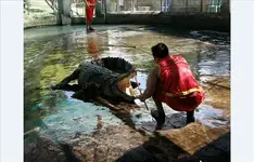 Crocfarm 1.webp