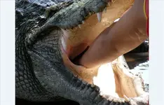 Crocfarm 3.webp
