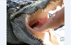 Crocfarm 4.webp