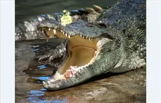 Crocfarm 6.webp