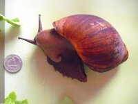 snail 007.JPG