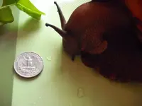 snail 008.JPG
