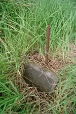 rifle barrel for headstone.webp