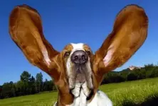 Ears.webp