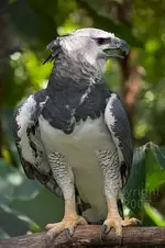 Harpy eagle.webp
