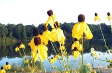 2009_0815flowers0032.webp