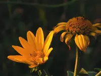 2009_0815flowers0024.webp