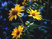 2009_0815flowers0026.webp