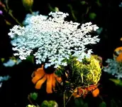 2009_0815flowers0029.webp