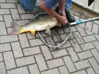buglemouth bass 20 pounds.webp